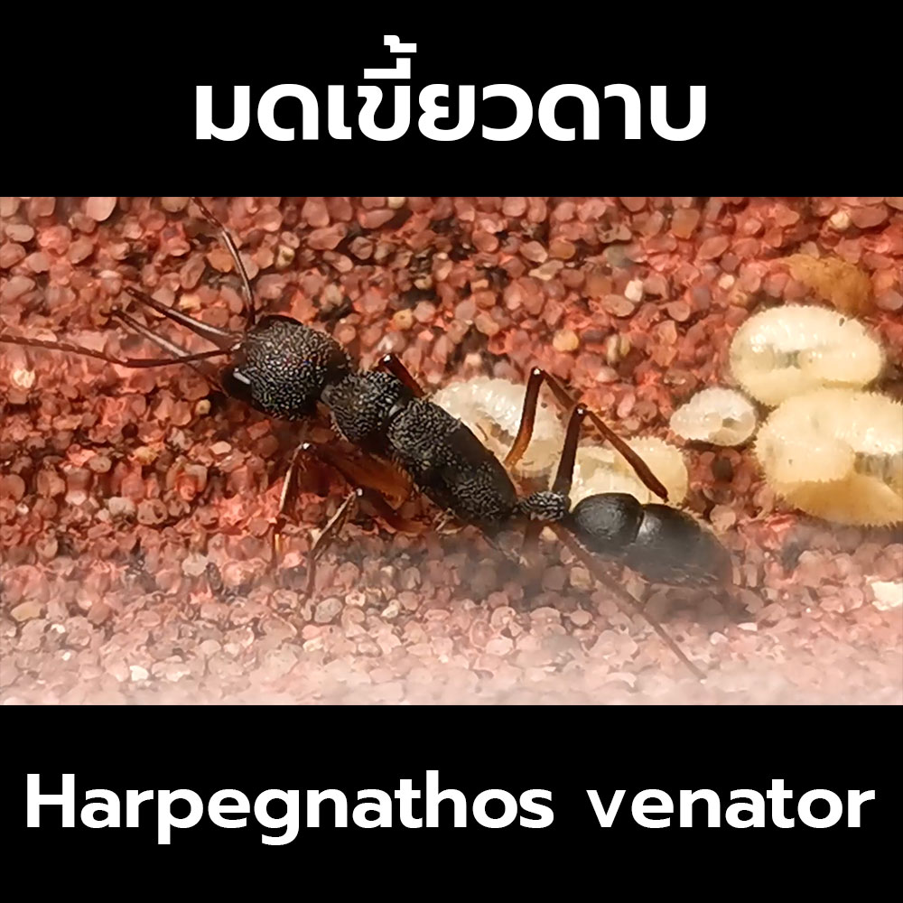 มดเขี้ยวดาบ Harpegnathos venator (อ่านรายละเอียดก่อนสั่ง)