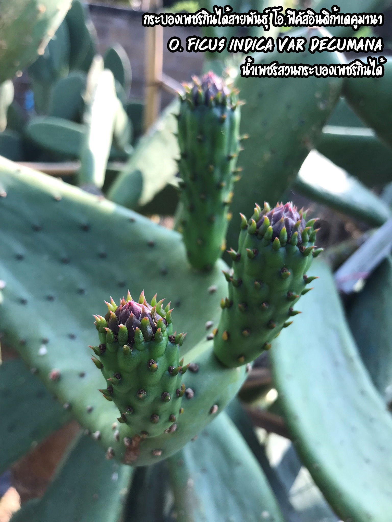 พันธุ์ "มะรุ่ง" No.2B รหัส" DC-PA-B1-5 กระบองเพชรกินได้ สายพันธุ์โอพันเทียฟิคัสอินดิก้า-เดคูมานา Opuntia Ficus Indica var Decumana 5 ขนาด ตัดสด