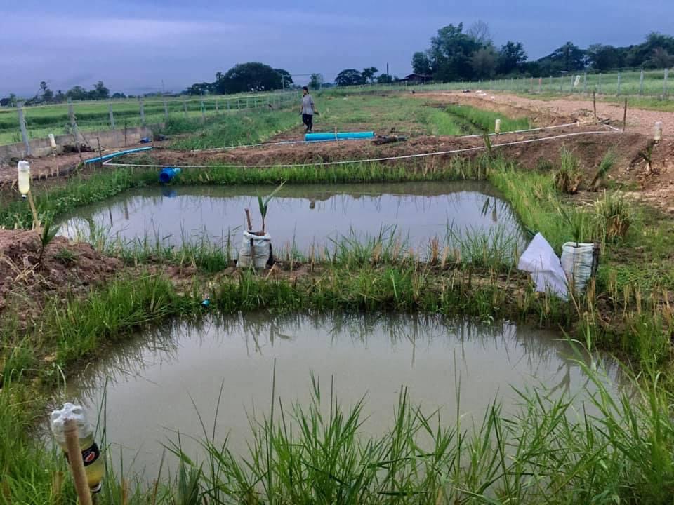 หญ้าแฝก มัดละ100 ต้น ราคา 70฿ โครงการอันเนื่องมาจากพระราชดำริ ผลิตภัณฑ์คุณภาพจาก บ้านไร่บุณยาพร