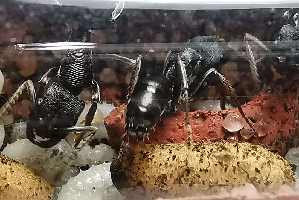 มดไอ้ชื่นธรรมดา Odontoponera denticulata