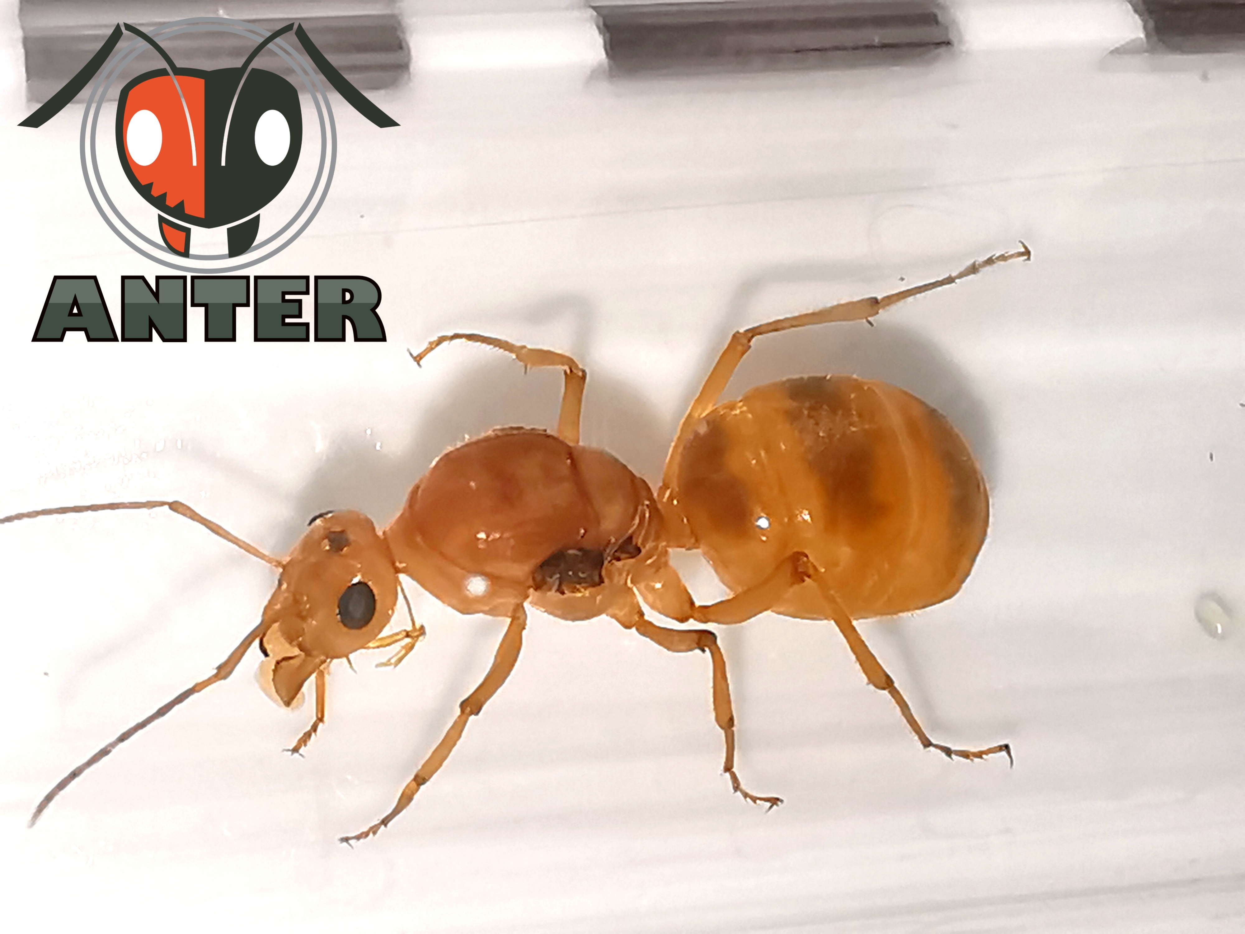 มดฮันนี่พอท Myrmecocystus mexicanus (Honeypot Ants, มดโถน้ำผึ้ง)
