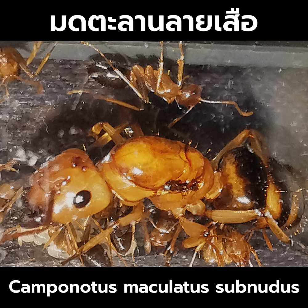 มดตะลานลายเสือ พร้อมมดงาน Camponotus maculatus subnudus