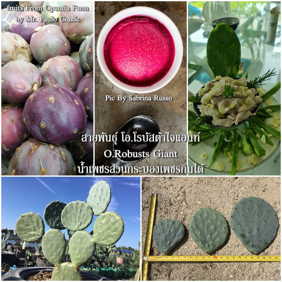 พันธุ์กระบองเพชรกินได้สายพันธุ์โอ.โรบัสต้าไจแอนท์ O. Robusta Giant ขนาดมาตรฐาน 3 ขนาด ตัดสดทาเร่งราก