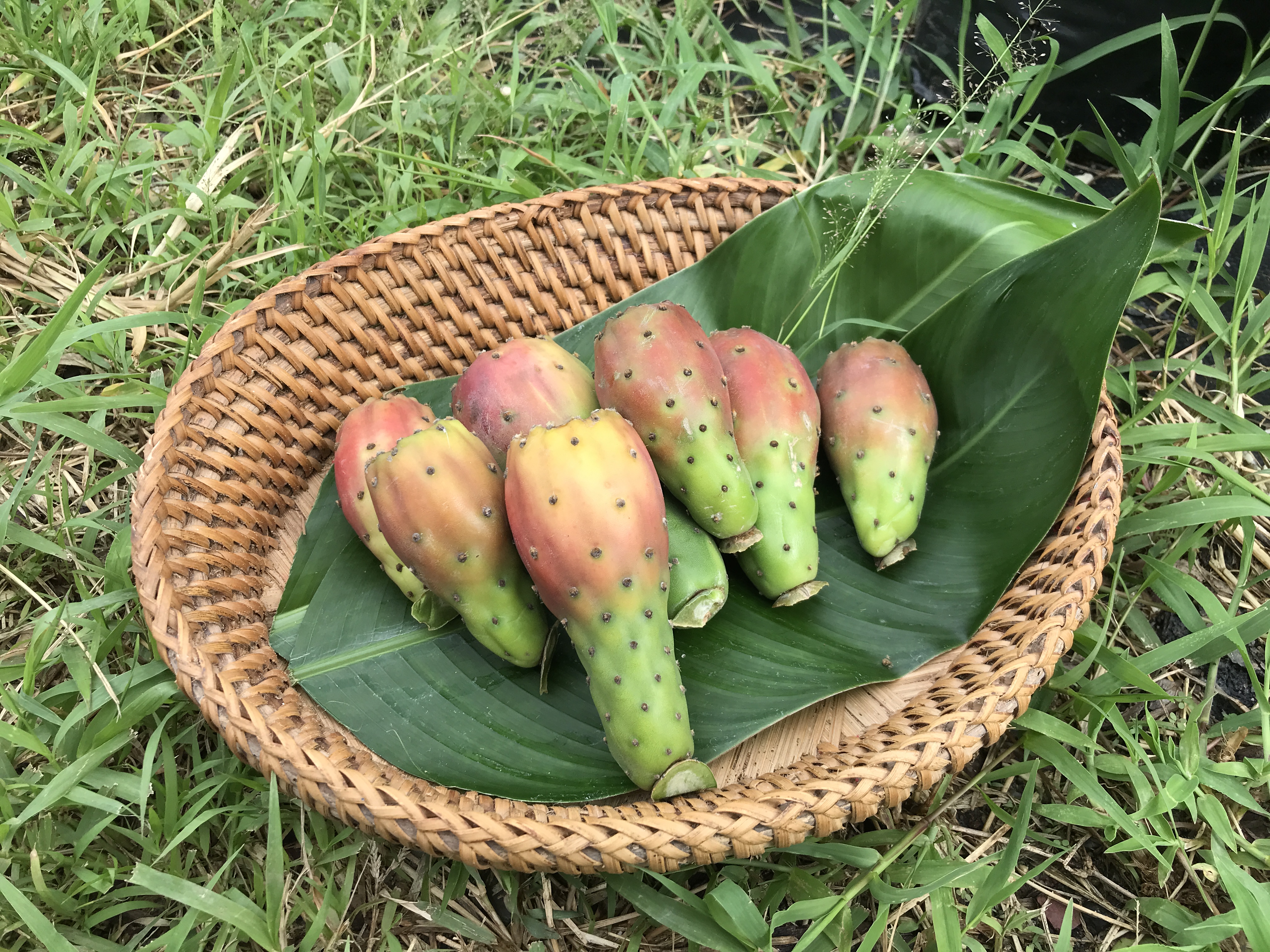 พันธุ์ "มะรุ่ง" No.2B รหัส" DC-PA-B1-5 กระบองเพชรกินได้ สายพันธุ์โอพันเทียฟิคัสอินดิก้า-เดคูมานา Opuntia Ficus Indica var Decumana 5 ขนาด ตัดสด