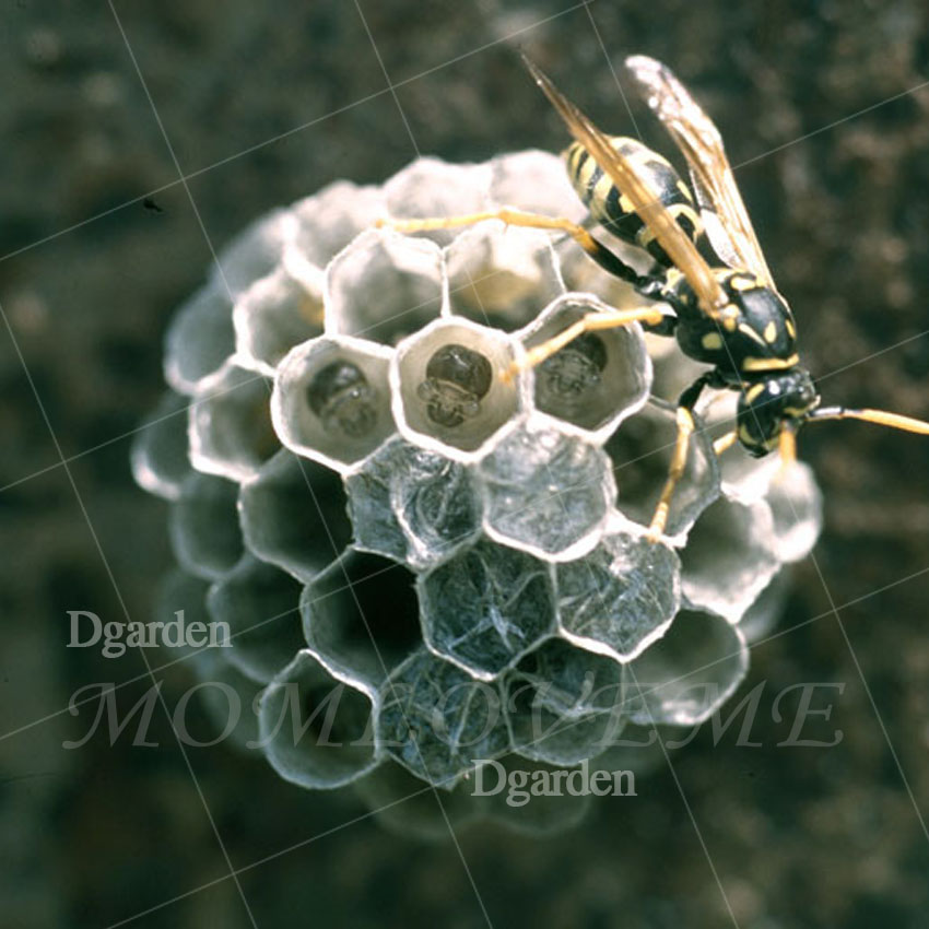 แม่พิมพ์ทางเดิน ลายรังผึ้ง D5