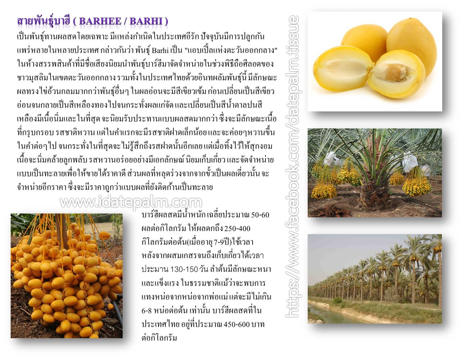 อินทผลัม เพาะเนื้อเยื่อ สายพันธุ์ บาฮี (ผลสีเหลือง)UAEรหัส 104 อายุ 7 เดือน