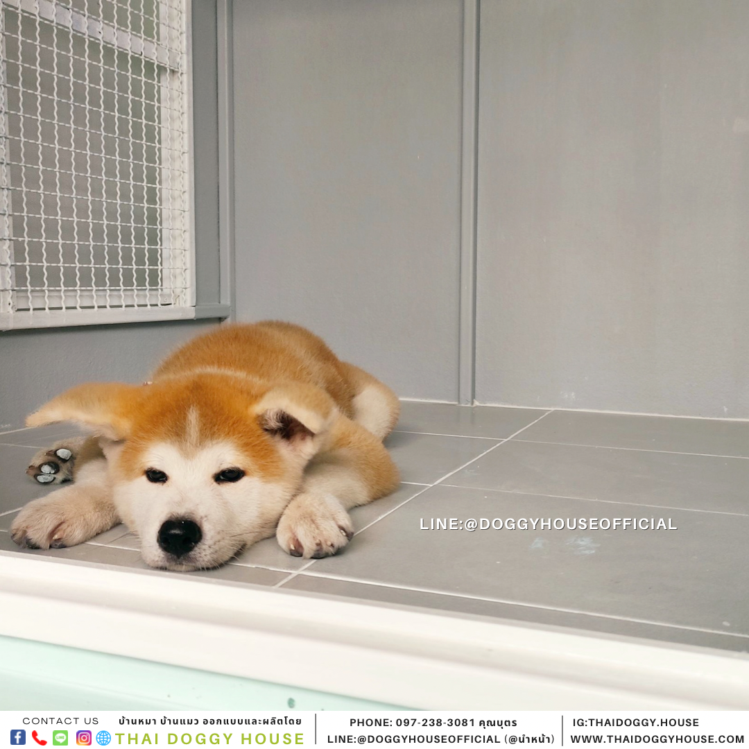 บ้านหมา แบบบ้าน BOX STYLE