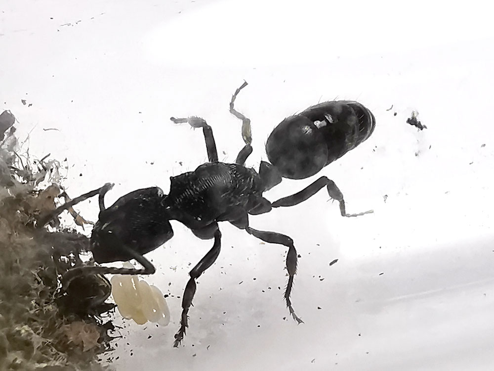 มดไอ้ชื่นธรรมดา Odontoponera denticulata