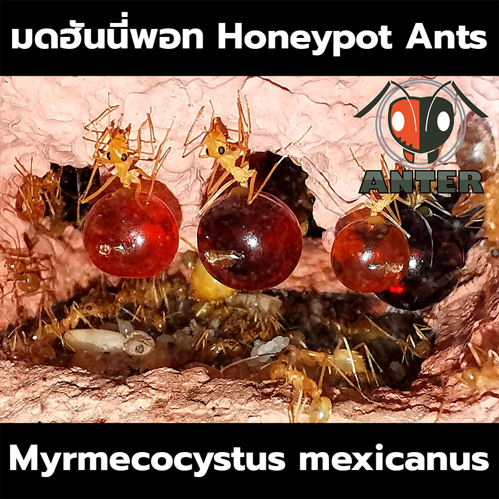 มดฮันนี่พอท Myrmecocystus mexicanus (Honeypot Ants, มดโถน้ำผึ้ง)