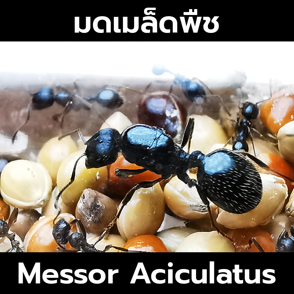 มดเมล็ดพืช Messor Aciculatus