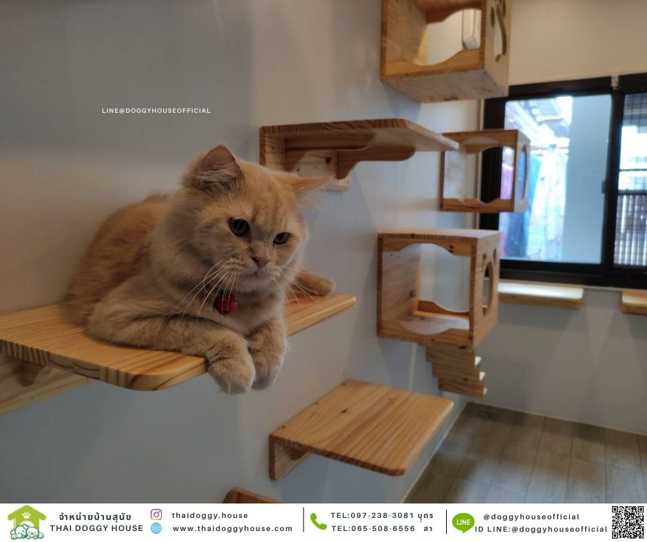 บ้านแมว รองรับการติดแอร์