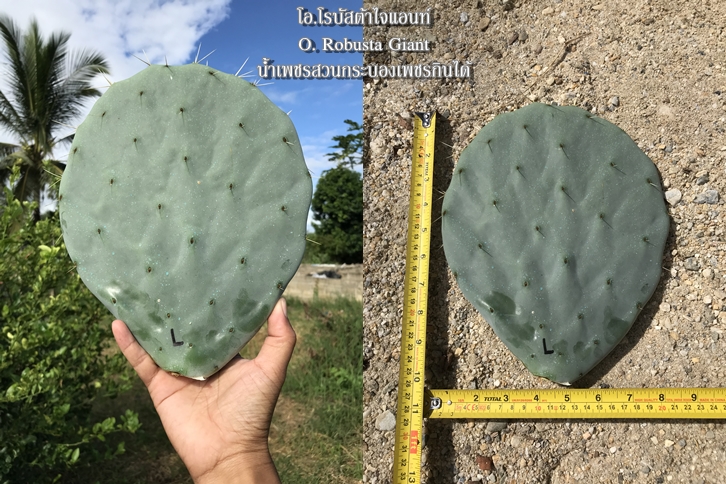 พันธุ์กระบองเพชรกินได้สายพันธุ์โอ.โรบัสต้าไจแอนท์ O. Robusta Giant ขนาดมาตรฐาน 3 ขนาด ตัดสดทาเร่งราก