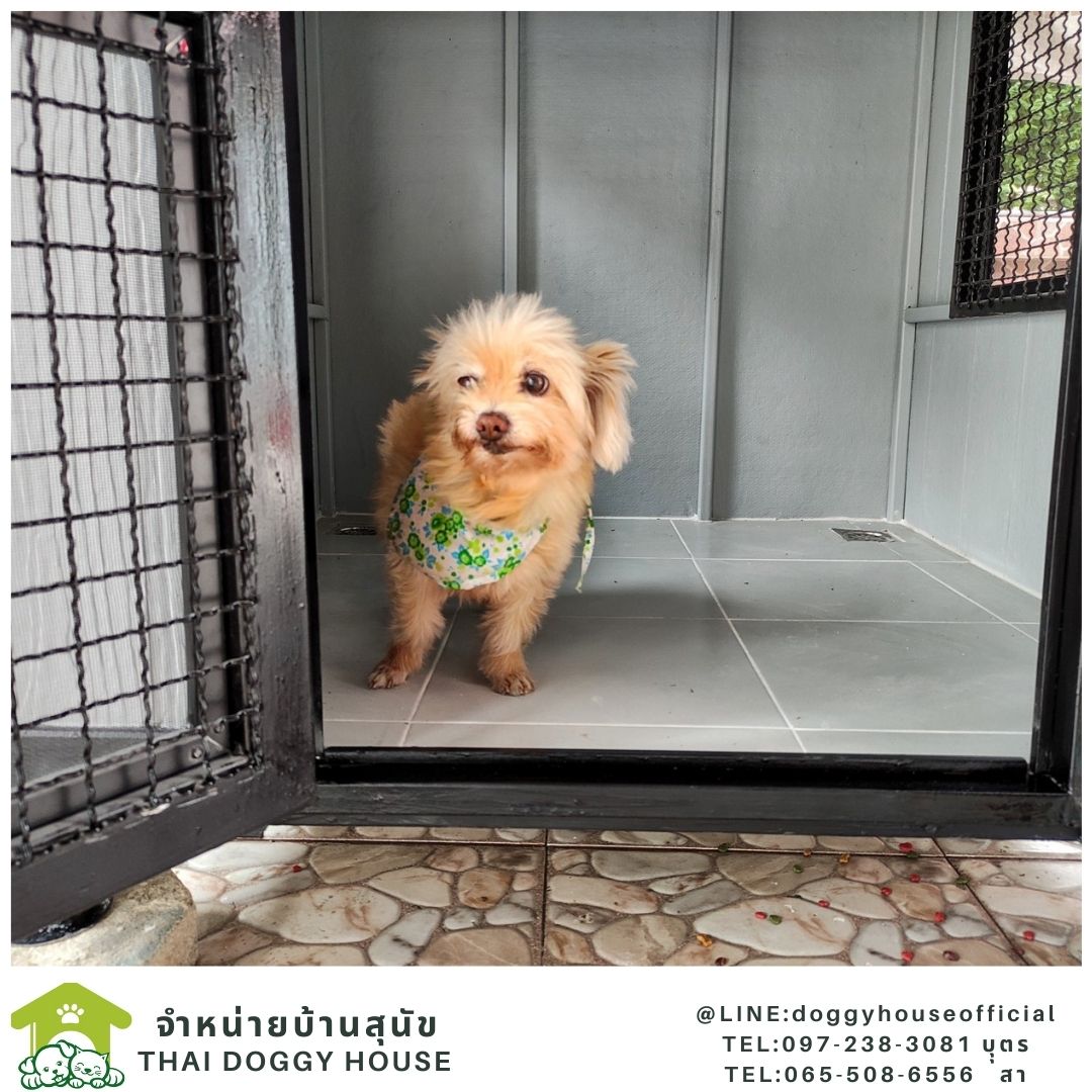 บ้านหมา