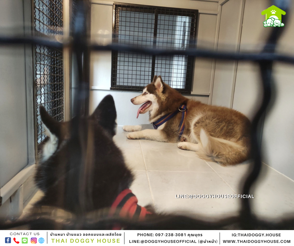 บ้านหมา แบบบ้าน 𝑵𝒐𝒓𝒅𝒊𝒄 𝒔𝒕𝒚𝒍𝒆