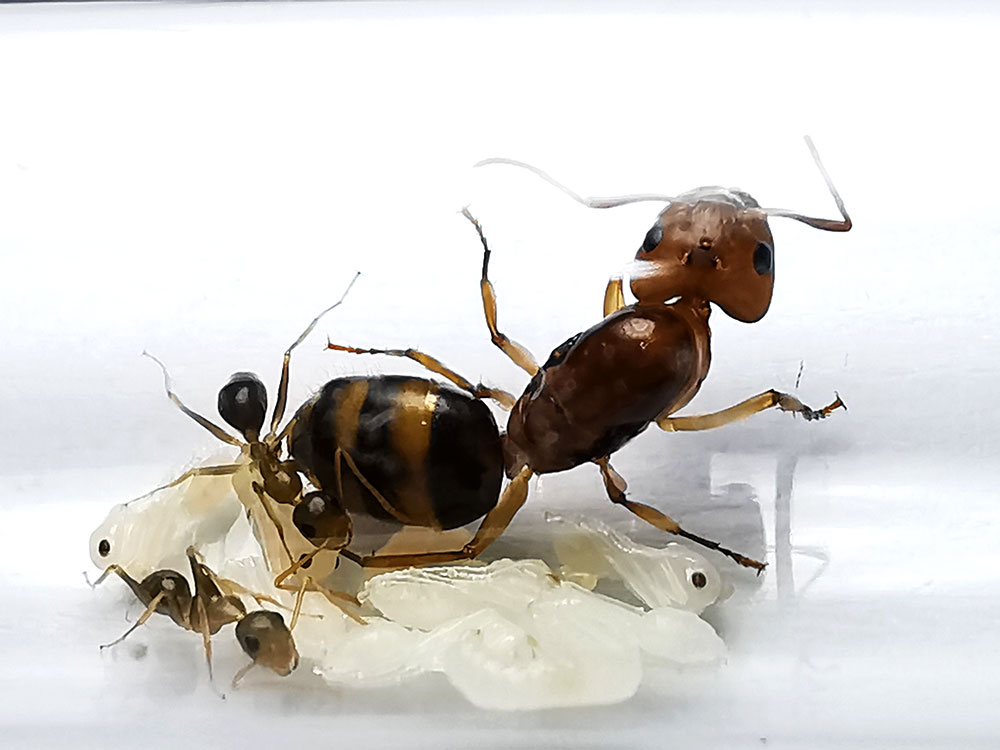 มดตะลานลายเสือ พร้อมมดงาน Camponotus maculatus subnudus