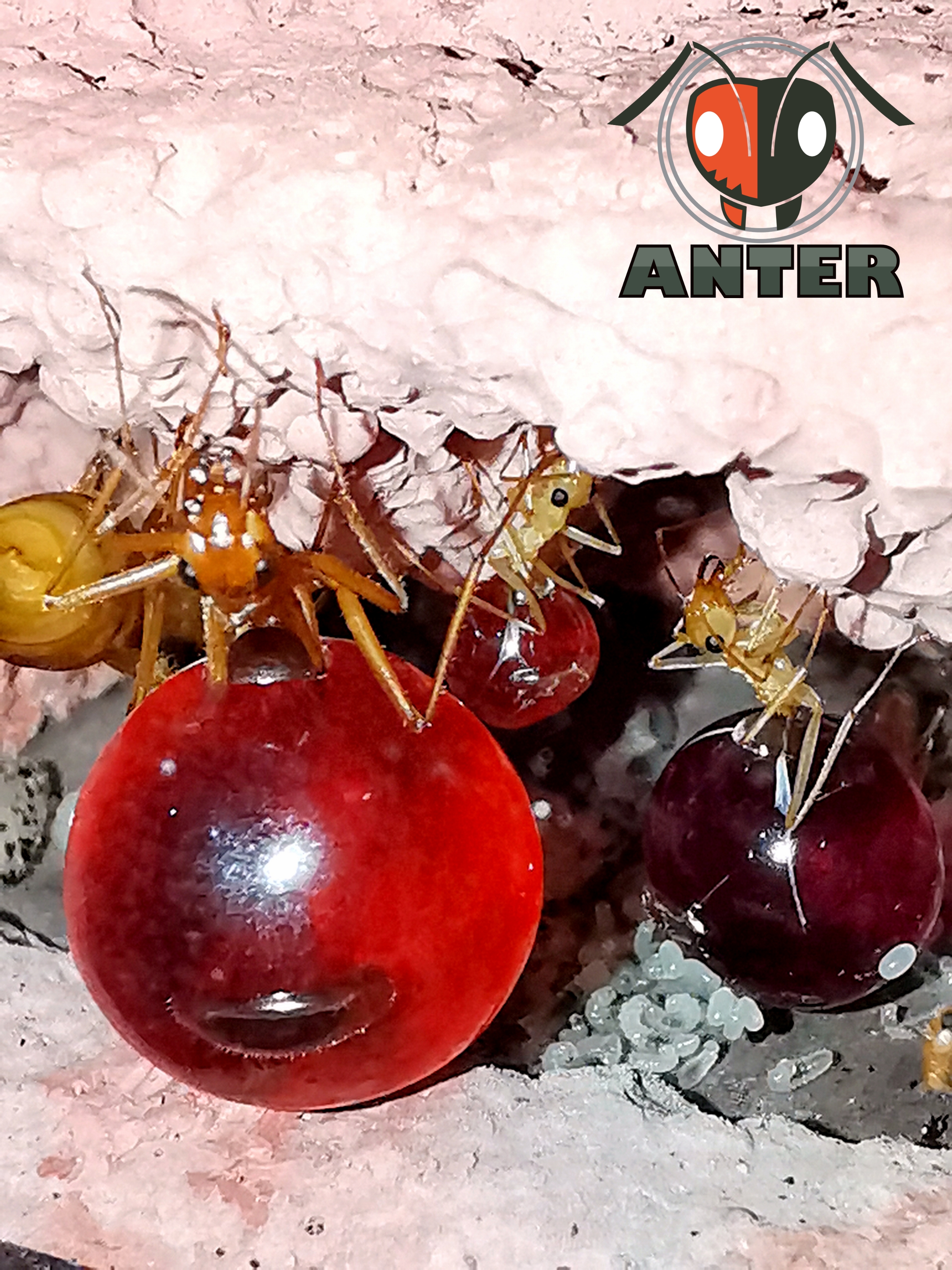 มดฮันนี่พอท Myrmecocystus mexicanus (Honeypot Ants, มดโถน้ำผึ้ง)
