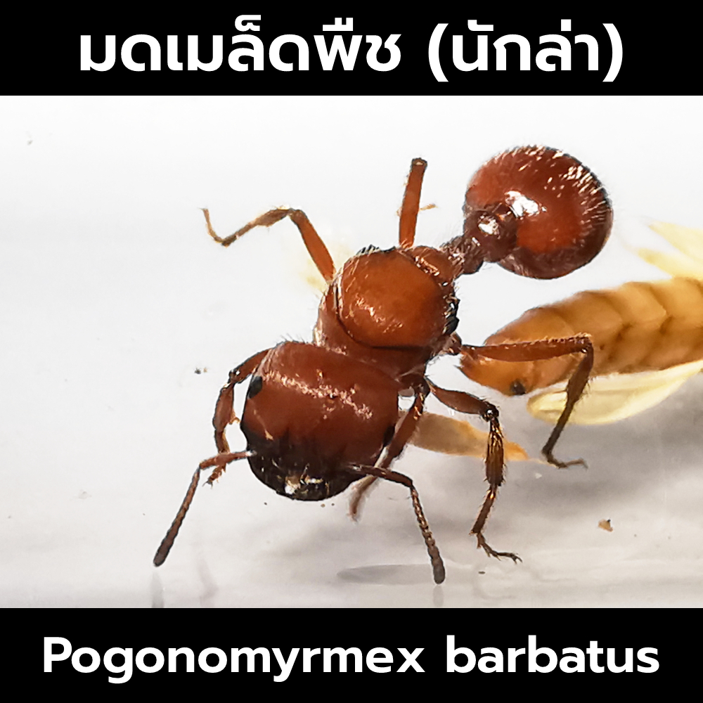 มดเมล็ดพืชนักล่า Pogonomyrmex barbatus