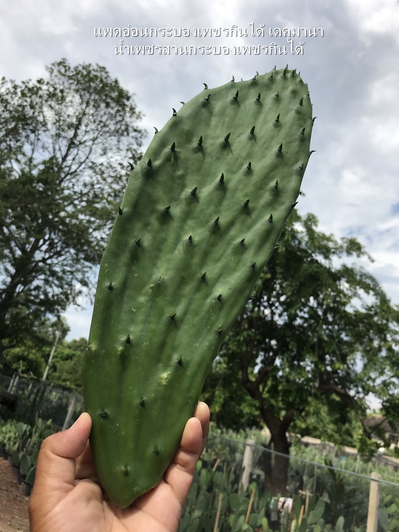 พันธุ์ "มะรุ่ง" No.2B รหัส" DC-PA-B1-5 กระบองเพชรกินได้ สายพันธุ์โอพันเทียฟิคัสอินดิก้า-เดคูมานา Opuntia Ficus Indica var Decumana 5 ขนาด ตัดสด