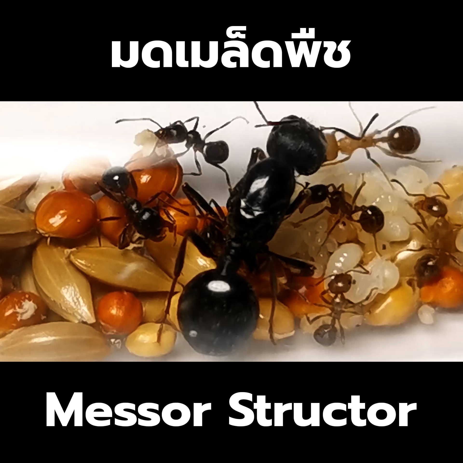 มดเมล็ดพืช Messor Structor
