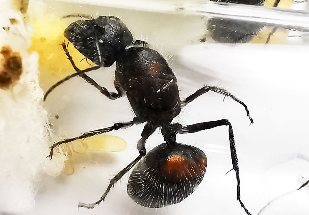 มดตะลานป่ามัลติ ตะลานมัลติ Camponotus mutilarius