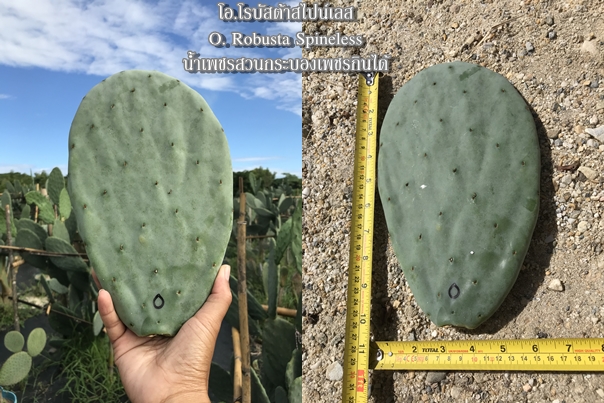 พันธุ์กระบองเพชรกินได้สายพันธุ์โอ.โรบัสต้าสไปน์เลส O. Robusta Spineless ขนาดมาตรฐาน 3 ขนาด ตัดสดทาเร่งราก