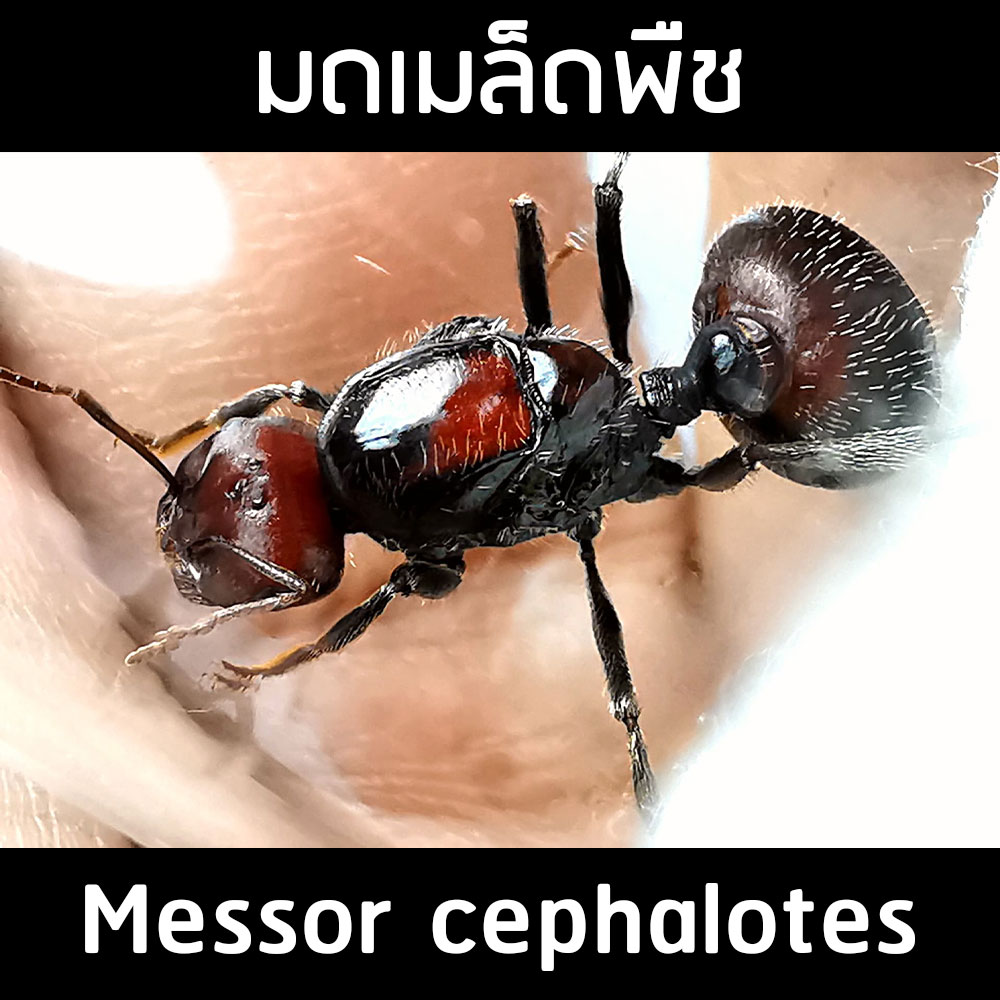 มดเมล็ดพืช Messor cephalotes