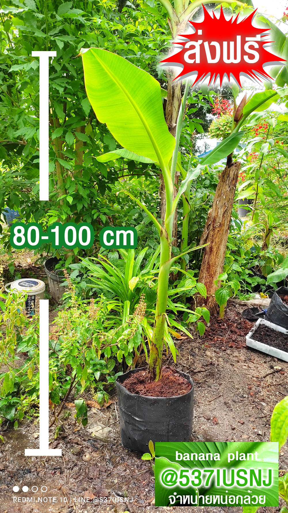 หน่อกล้วยหอมทองพร้อมปลูกขนาด80-100 cm โตเร็วไม่ต้องรอ