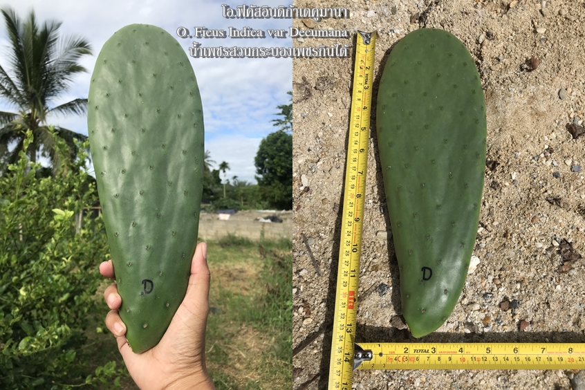 พันธุ์กระบองเพชรกินได้สายพันธุ์โอ.ฟิคัสอินดิก้าเดคูมานา O. Ficus Indica var Decumana ขนาดมาตรฐาน 3 ขนาด ตัดสดทาเร่งราก