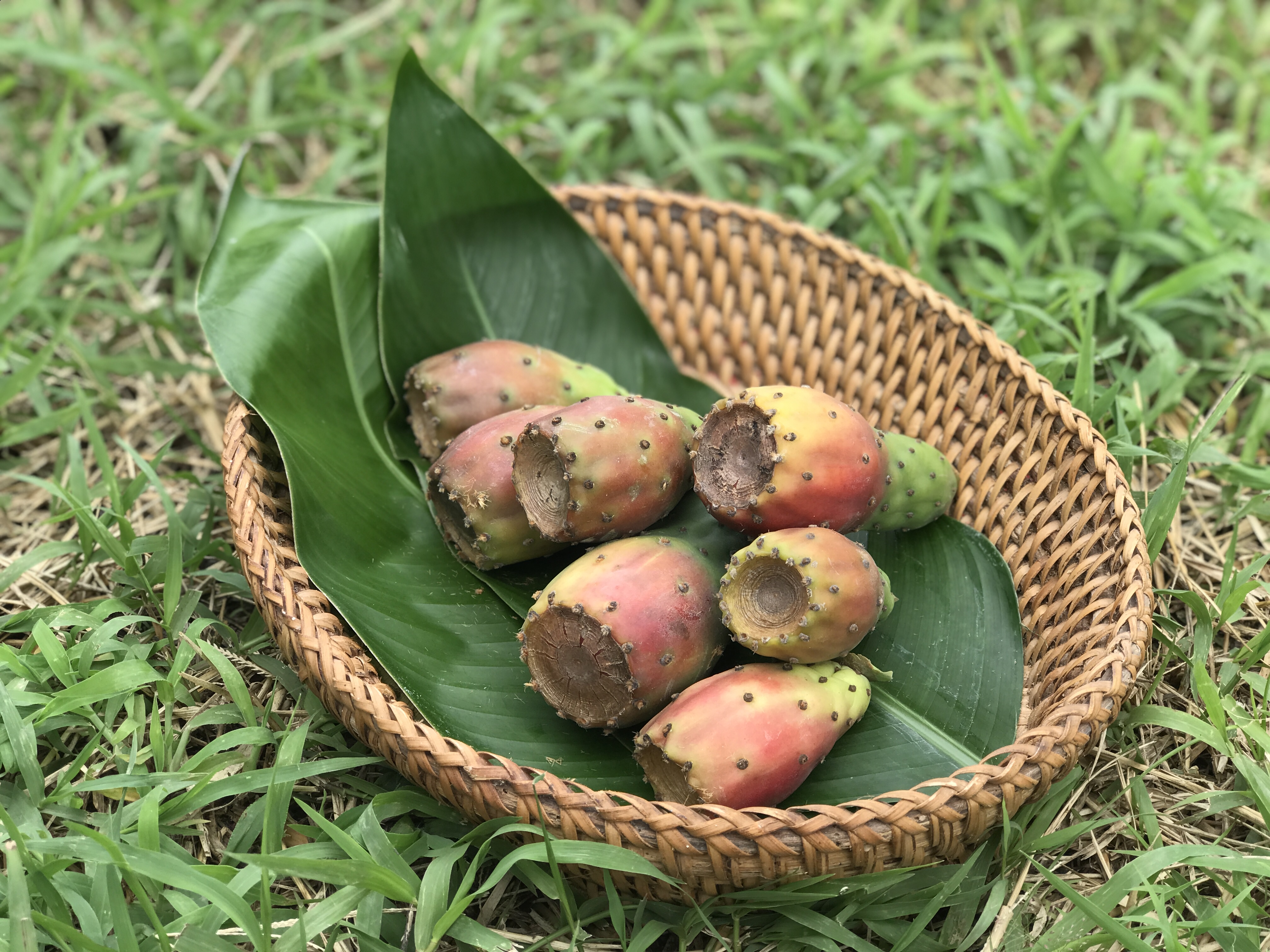 พันธุ์ "มะรุ่ง" No.2B รหัส" DC-PA-B1-5 กระบองเพชรกินได้ สายพันธุ์โอพันเทียฟิคัสอินดิก้า-เดคูมานา Opuntia Ficus Indica var Decumana 5 ขนาด ตัดสด