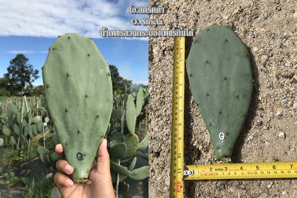 พันธุ์กระบองเพชรกินได้สายพันธุ์โอ.สตริคต้า O. Stricta ขนาดมาตรฐาน 3 ขนาด ตัดสดทาเร่งราก