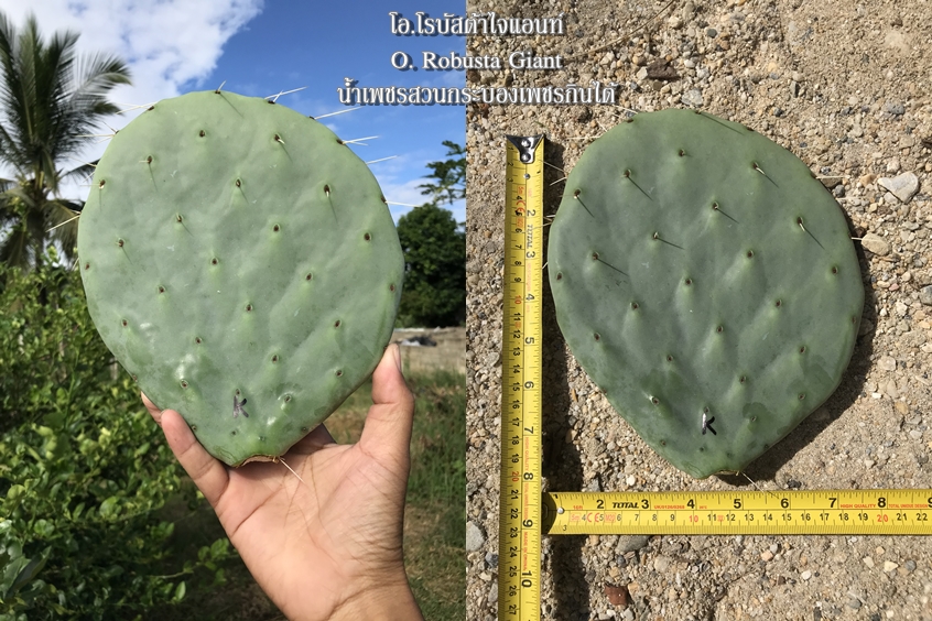 พันธุ์กระบองเพชรกินได้สายพันธุ์โอ.โรบัสต้าไจแอนท์ O. Robusta Giant ขนาดมาตรฐาน 3 ขนาด ตัดสดทาเร่งราก