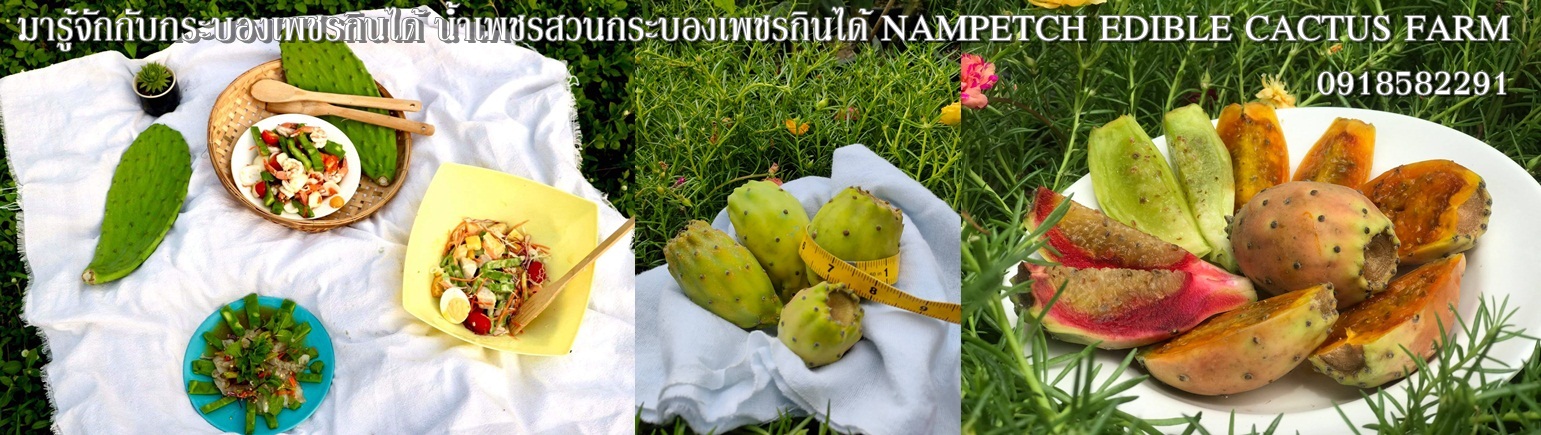น้ำเพชรสวนกระบองเพชรกินได้ NamPetch Edible Cactus Farm