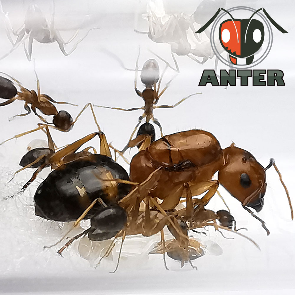 มดตะลานลายเสือ พร้อมมดงาน Camponotus maculatus subnudus