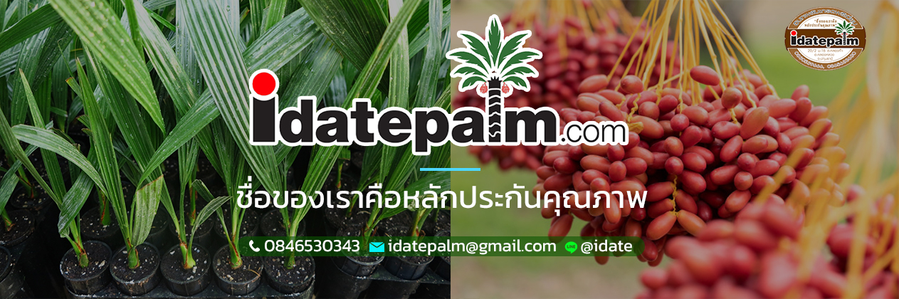 สวนคลองห้าอินทผลัมเพาะเนื้อเยื่อไอเดทปาล์ม