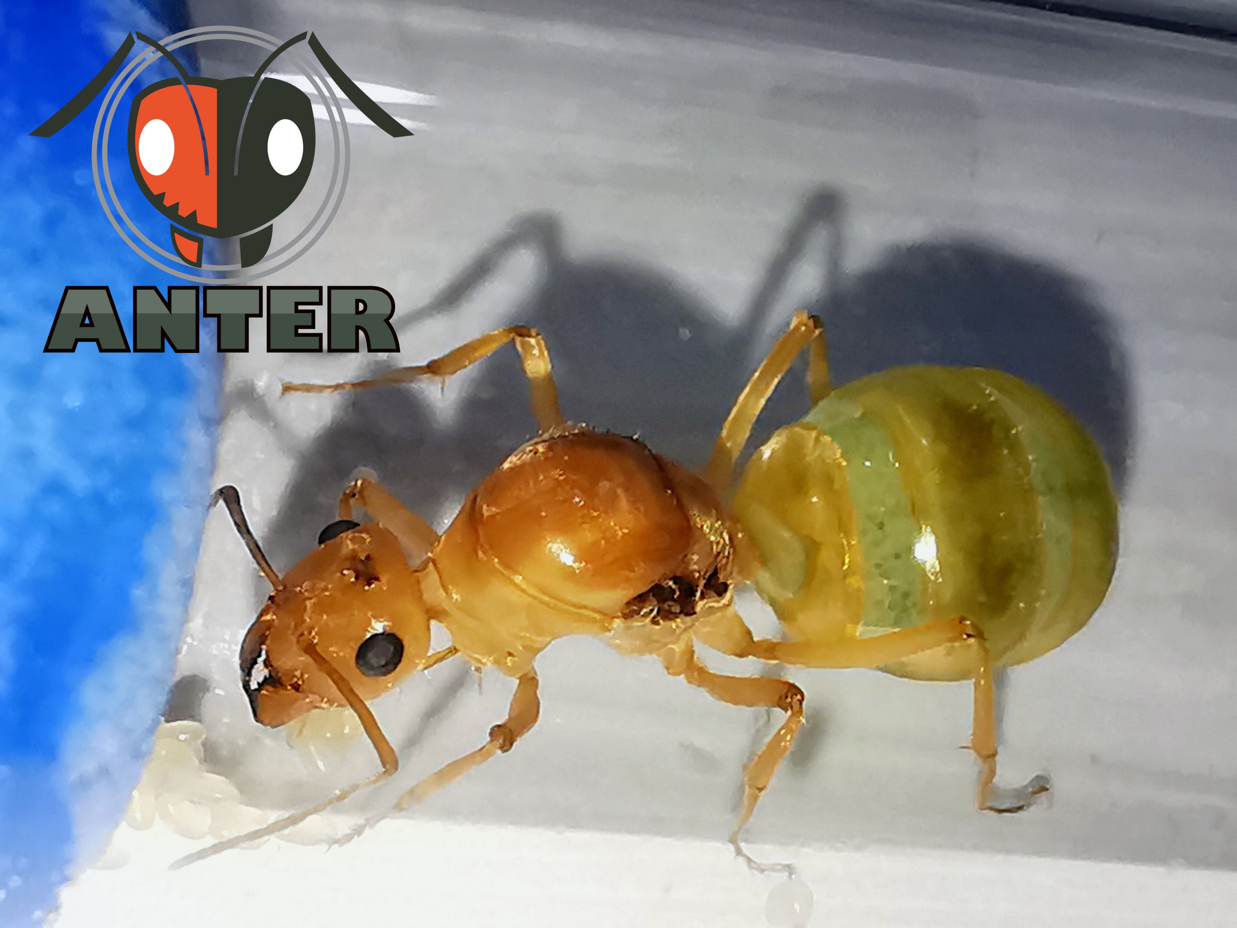 มดฮันนี่พอท Myrmecocystus mexicanus (Honeypot Ants, มดโถน้ำผึ้ง)
