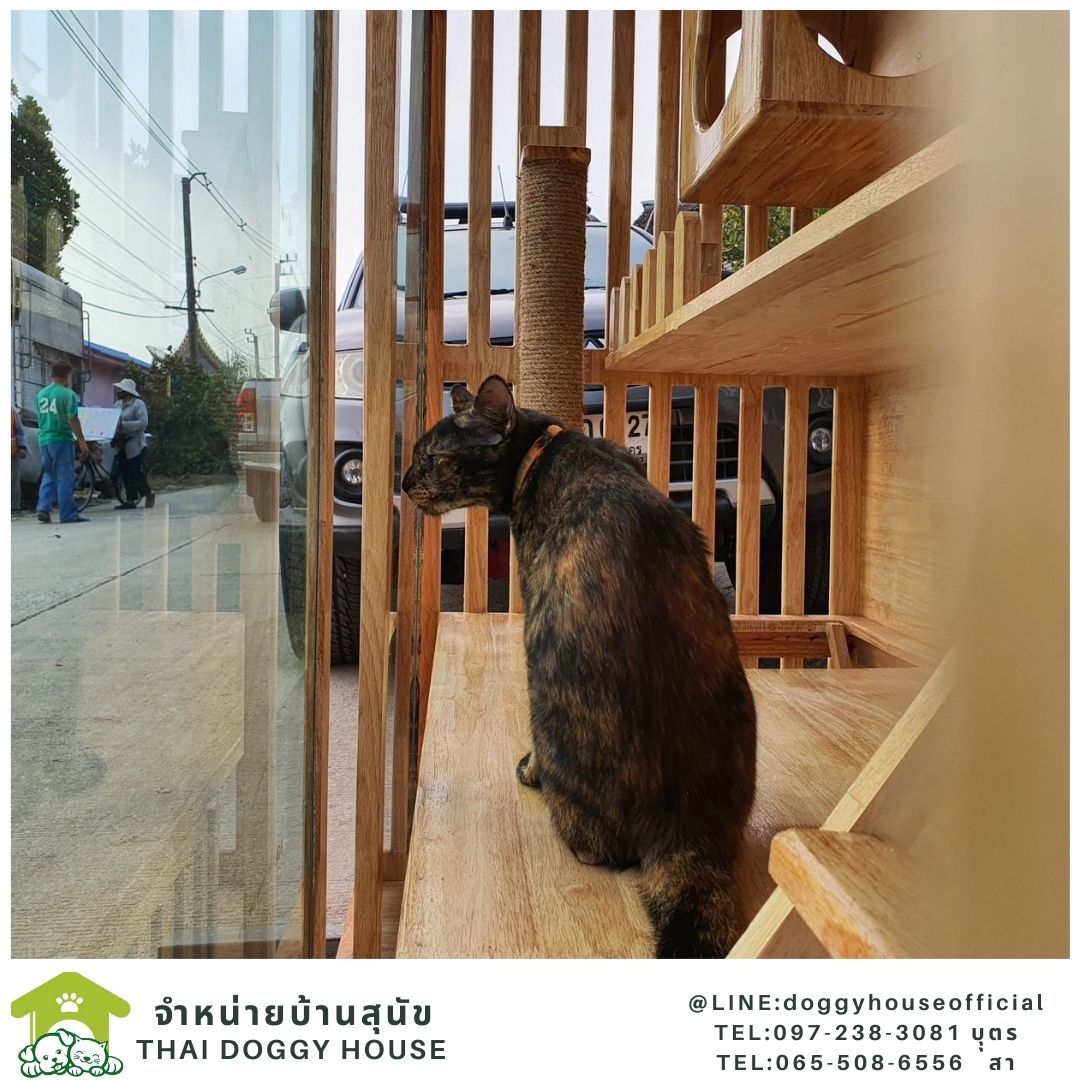 บ้านแมว สไตล์มินิมอล