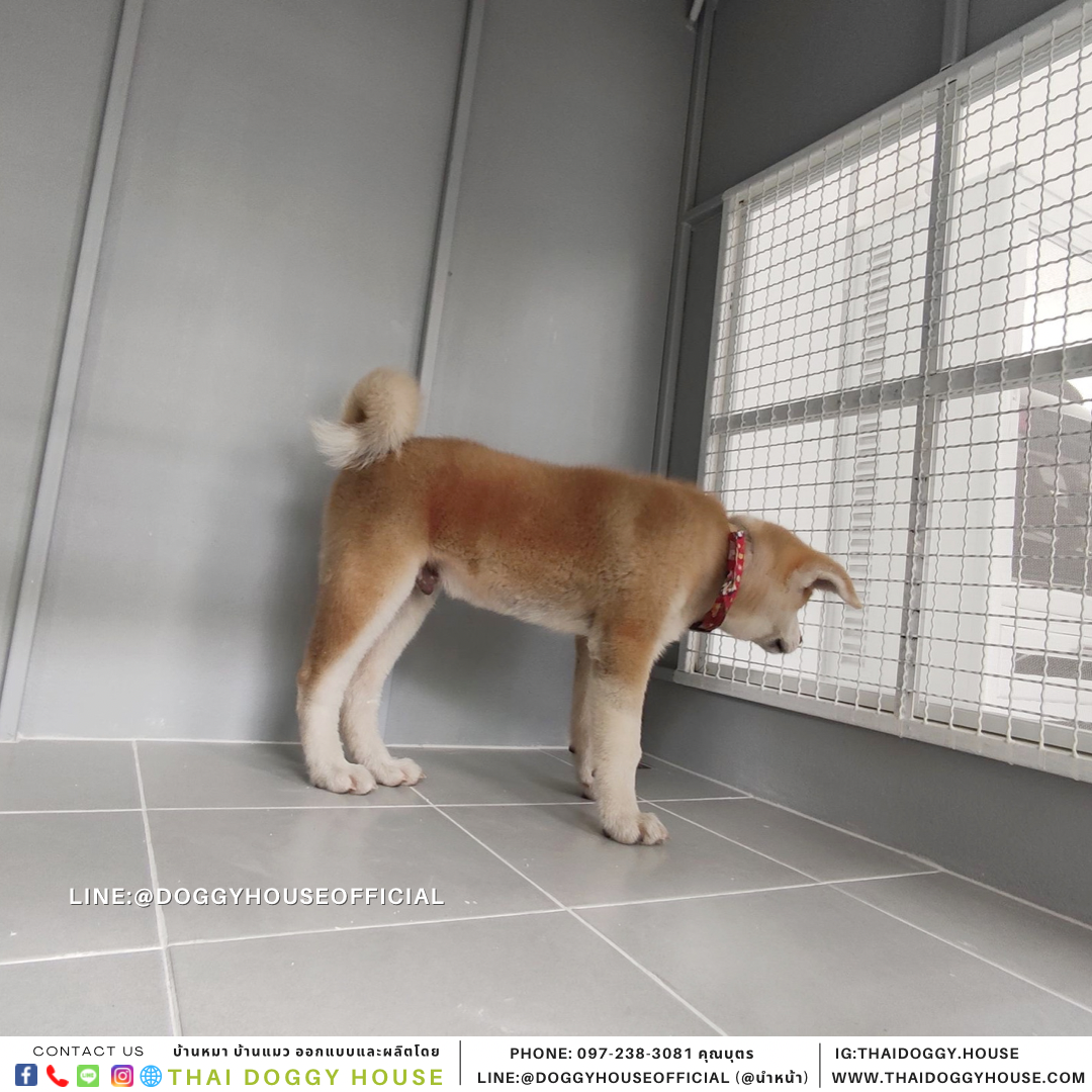 บ้านหมา แบบบ้าน BOX STYLE