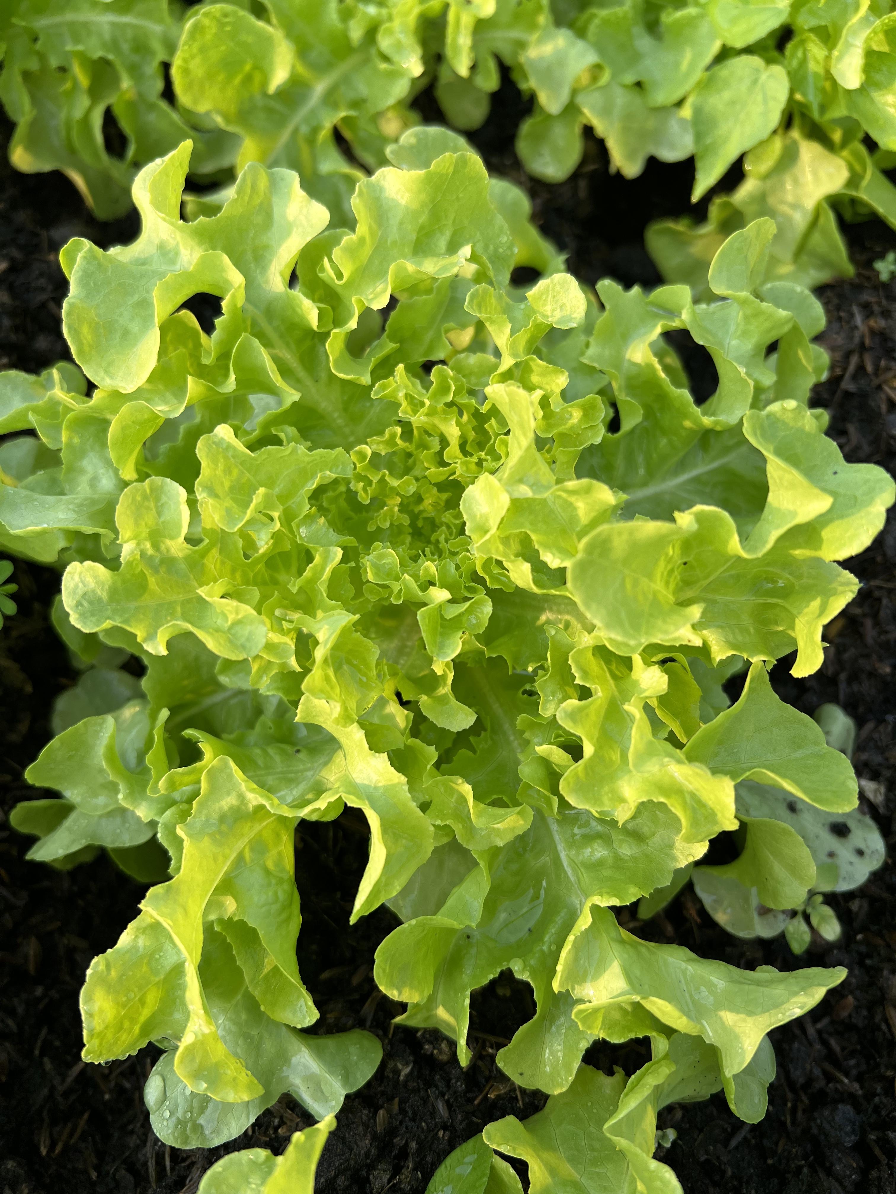 กรีนโอ๊ค เรดโอ๊ค กรีนคอส ผักสลัดไฮโดรโปรนิกส์ สดจากไร่ ผ่านระบบโรงเรือนบ้านไร่บุณยาพร ผักปลอดสาร 100%