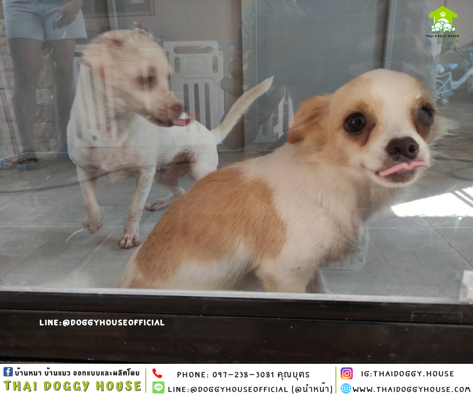 🏡บ้านหมา ติดพัดลม มีมุ้งลวด แบบบ้าน 𝐁𝐎𝐗 𝐒𝐓𝐘𝐋𝐄✨