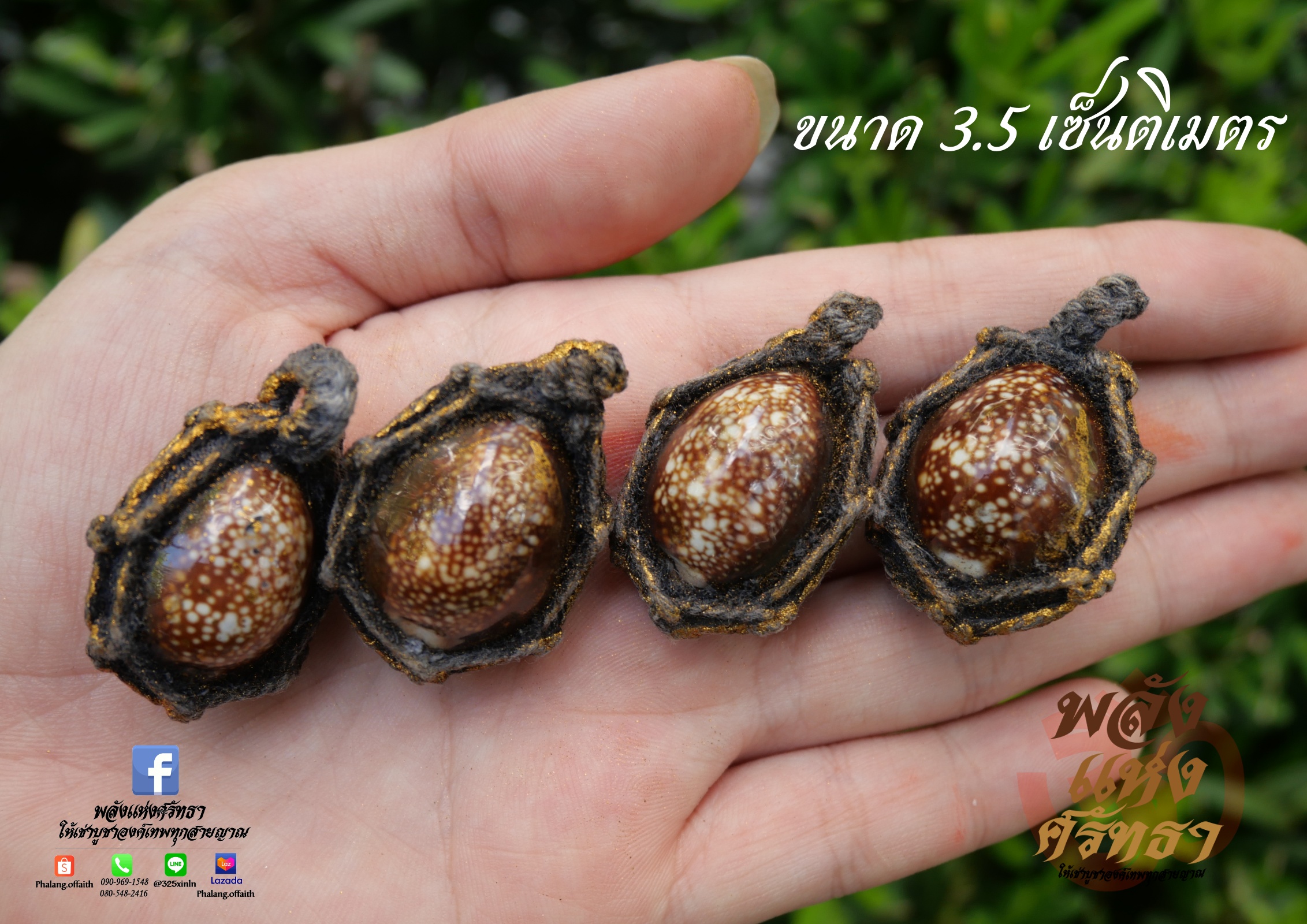 เบี้ยแก้ ชิ้นเล็ก หอยเบี้ยแก้ พกติดตัว ขจัดคุณไสยมนต์ดำและสิ่งไม่ดี