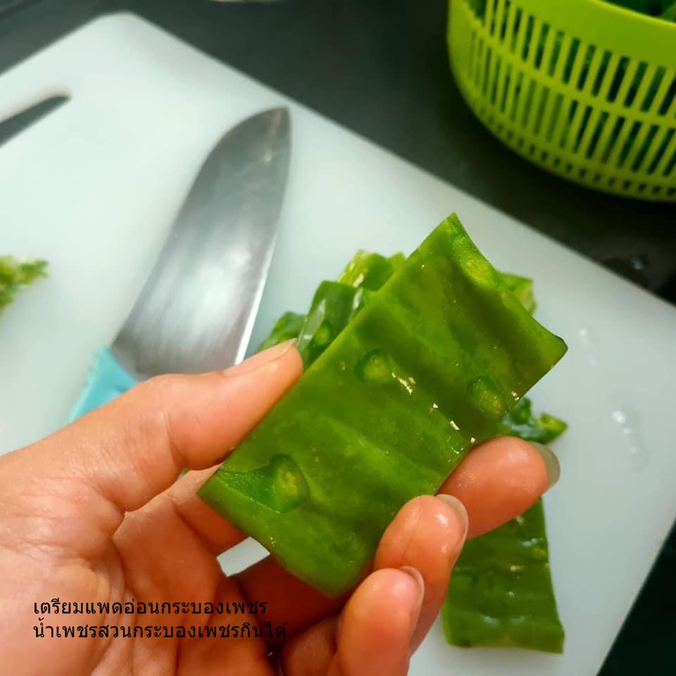 พันธุ์ "มะรุ่ง" No.1A รหัส" ID-PA-A1-5 กระบองเพชรกินได้ สายพันธุ์โอพันเทียฟิคัสอินดิก้า Opuntia Ficus Indica 5 ขนาด ตัดสดให้เลือก