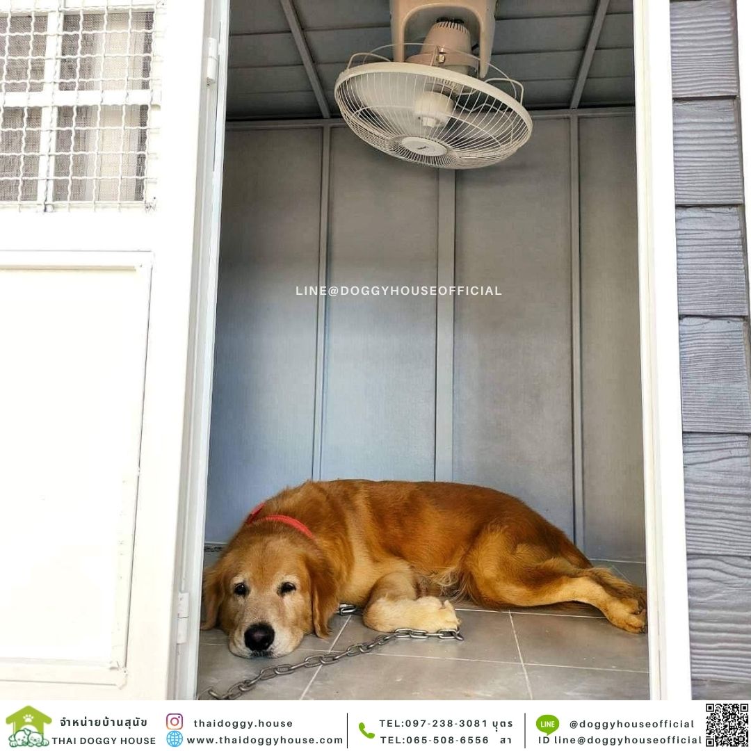 บ้านหมา