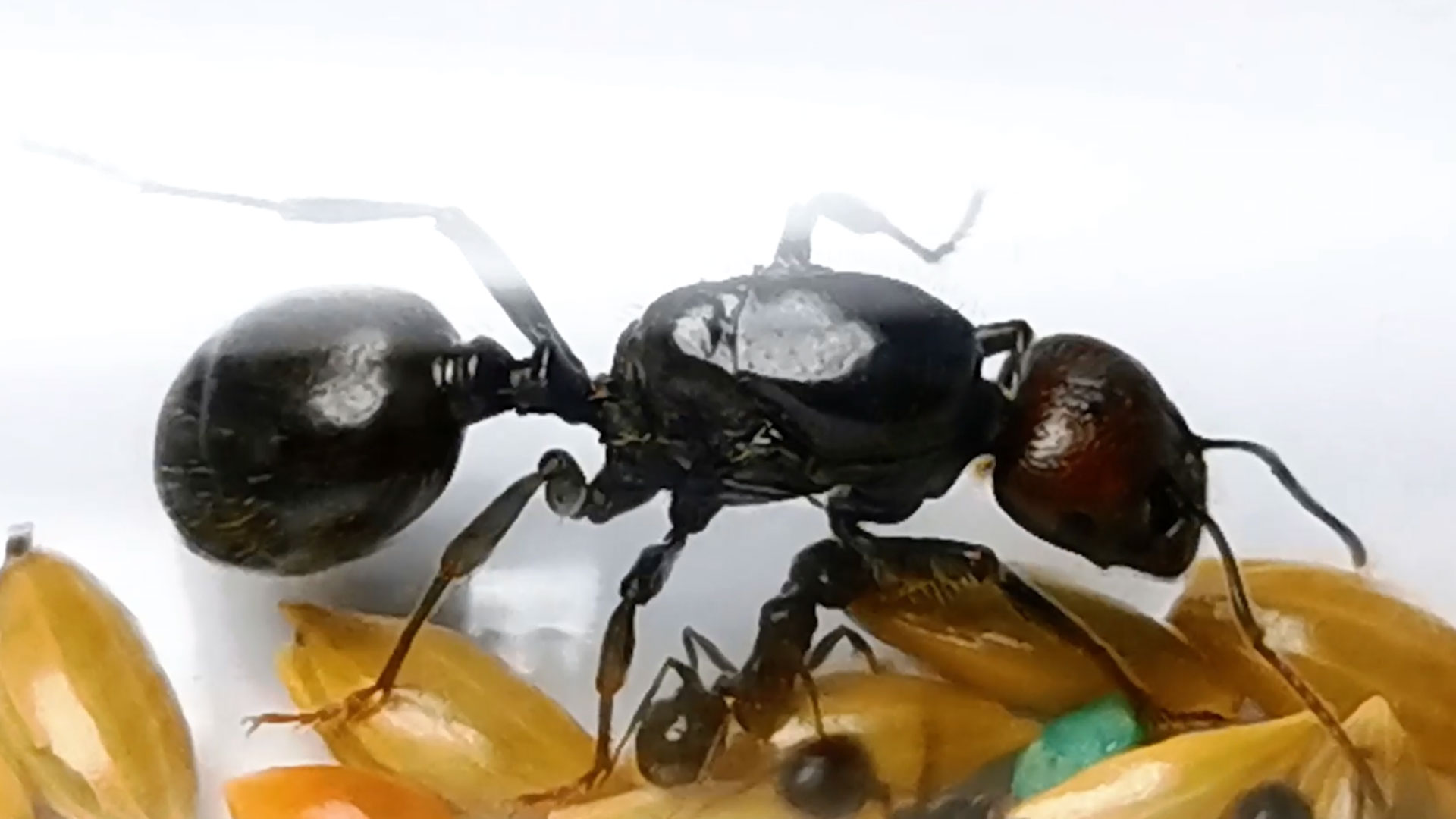 มดเมล็ดพืช Messor Barbarus