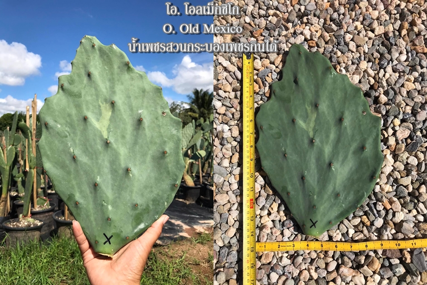 พันธุ์กระบองเพชรกินได้สายพันธุ์โอพันเทียโอลเม็กซิโก Opuntia Old Mexico ขนาดมาตรฐาน 3 ขนาด ตัดสดทาเร่งราก