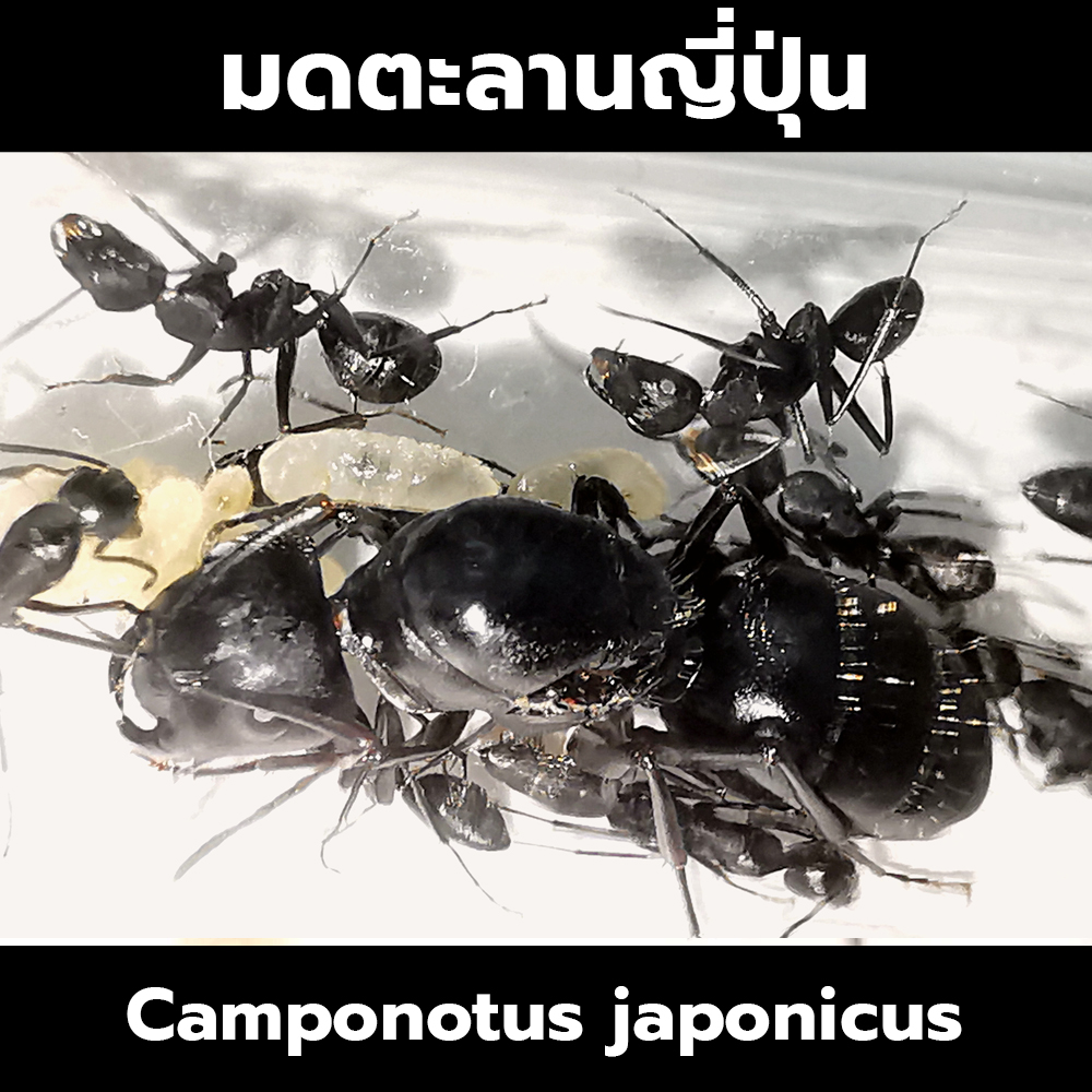 นางพญามดตะลานญี่ปุ่น พร้อมมดงาน