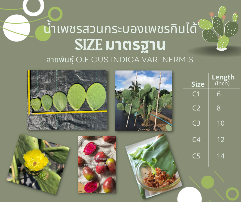 พันธุ์ "มะรุ่ง" No.3C รหัส" IN-PA-C1-5 กระบองเพชรกินได้ สายพันธุ์โอพันเทียฟิคัสอินดิก้า-อินเนอมิส Opuntia Ficus Indica var Inermis 5 ขนาด ตัดสด