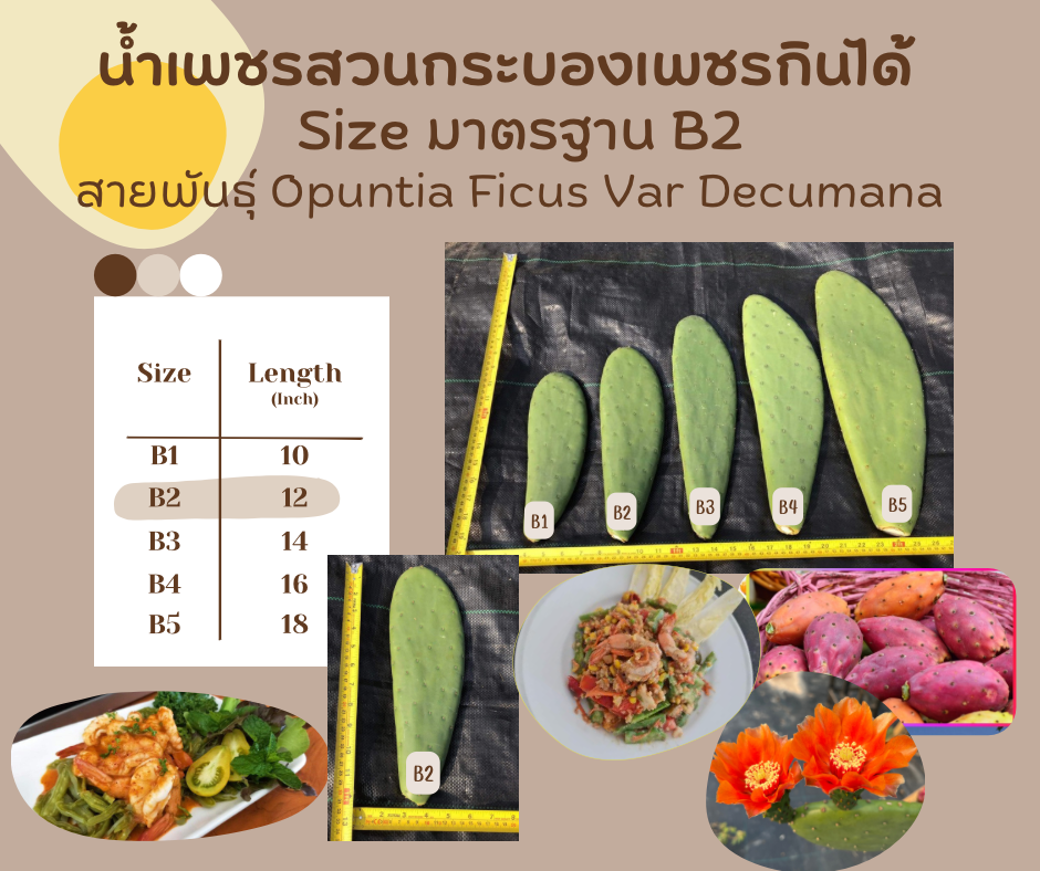 พันธุ์ "มะรุ่ง" No.2B รหัส" DC-PA-B1-5 กระบองเพชรกินได้ สายพันธุ์โอพันเทียฟิคัสอินดิก้า-เดคูมานา Opuntia Ficus Indica var Decumana 5 ขนาด ตัดสด