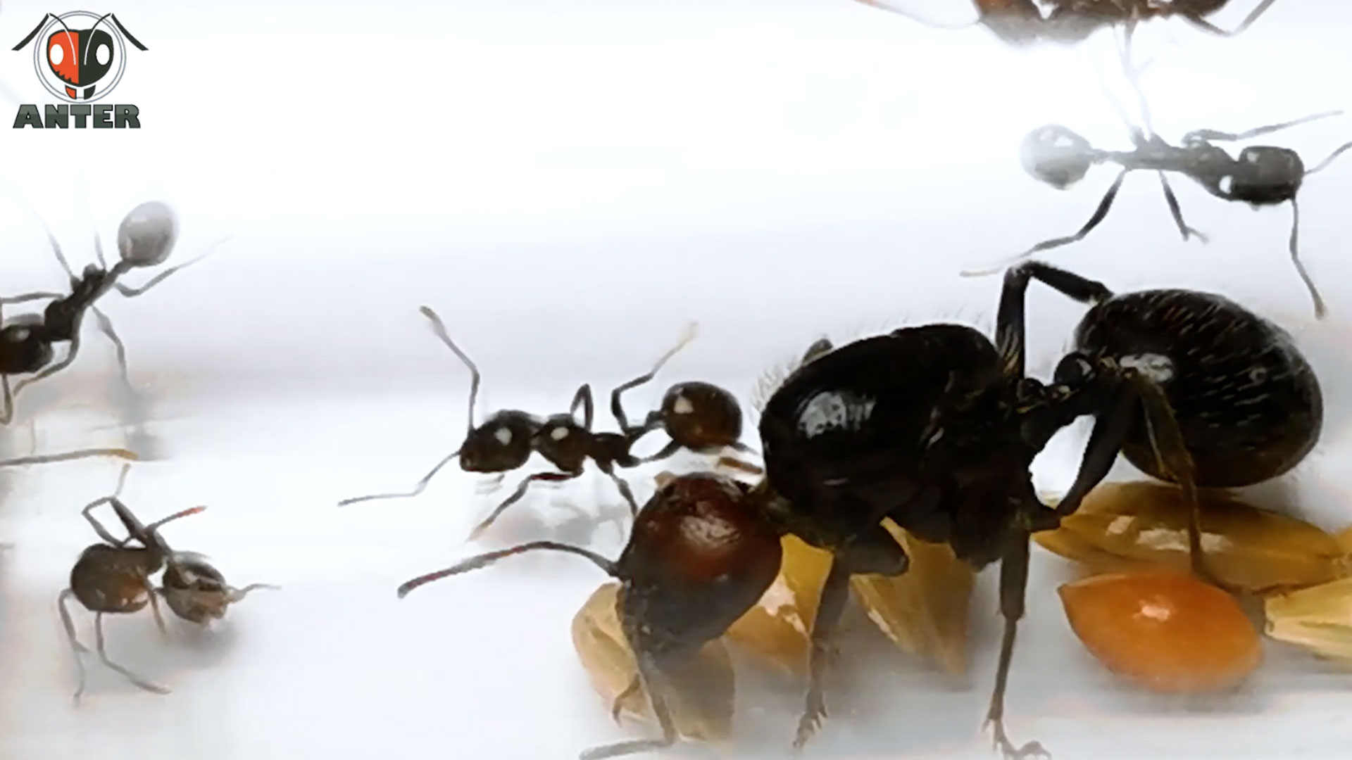 มดเมล็ดพืช Messor Barbarus