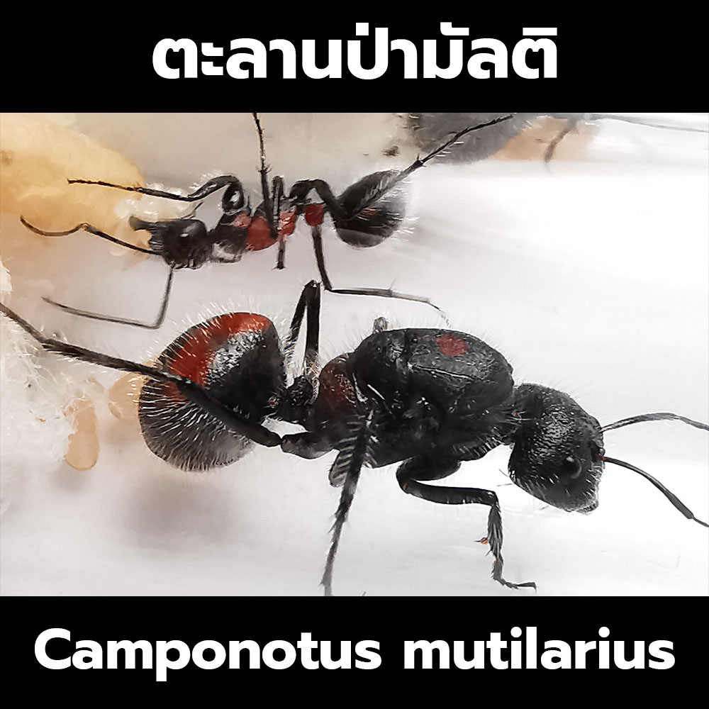 มดตะลานป่ามัลติ ตะลานมัลติ Camponotus mutilarius