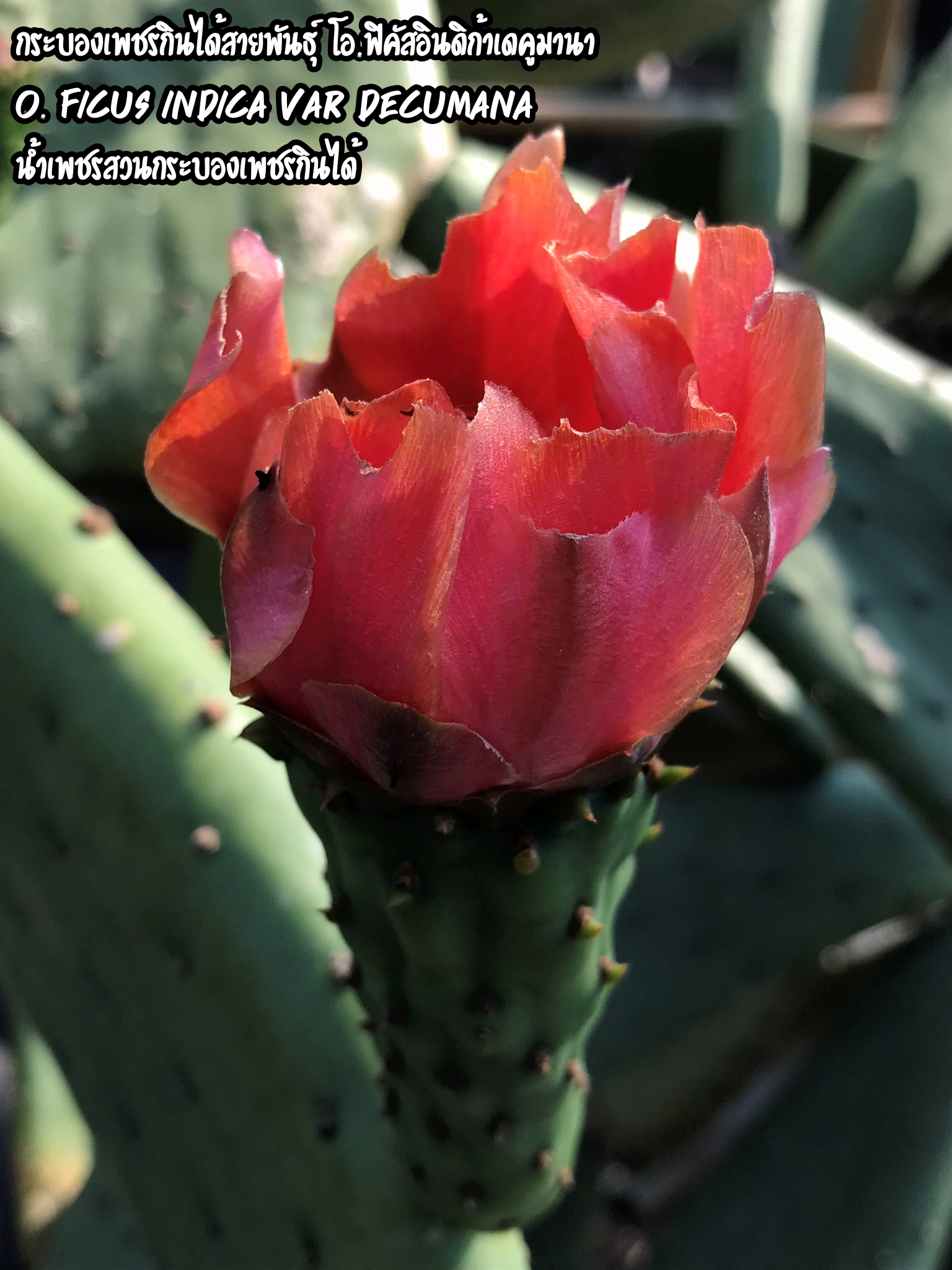 พันธุ์ "มะรุ่ง" No.2B รหัส" DC-PA-B1-5 กระบองเพชรกินได้ สายพันธุ์โอพันเทียฟิคัสอินดิก้า-เดคูมานา Opuntia Ficus Indica var Decumana 5 ขนาด ตัดสด